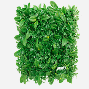 گرین وال MG 75/G (ماهونیا) – 25میل